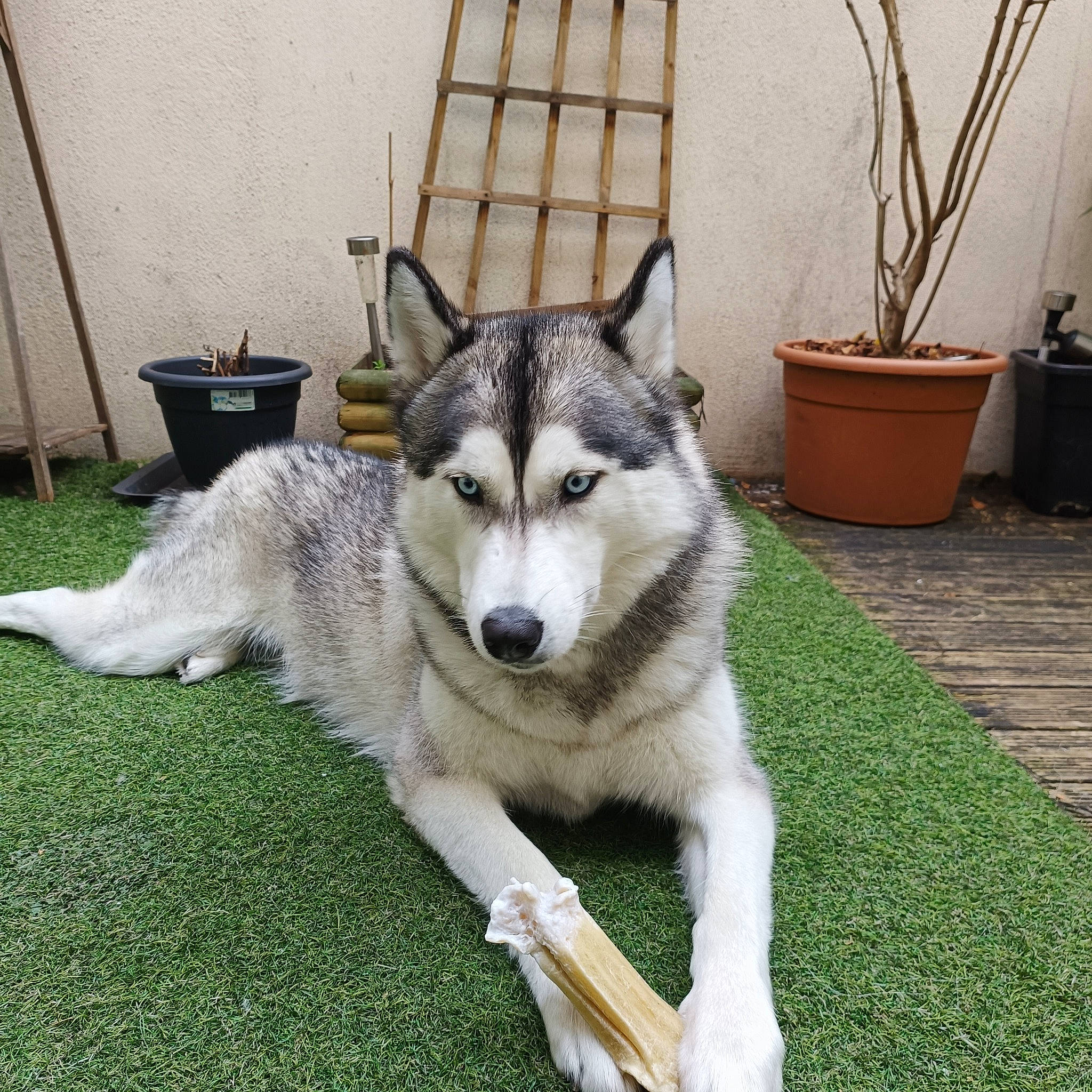 Daysie a rejoint le concours — aidez-le/la à gagner de superbes lots ! ancient_dog_breeds, canis, carnivore, companion_dog, dog, dog_breed, flowerpot, fur, grass, herding_dog, houseplant, plant, sled_dog, sporting_group, terrestrial_animal, wolf, working_animal, working_dog