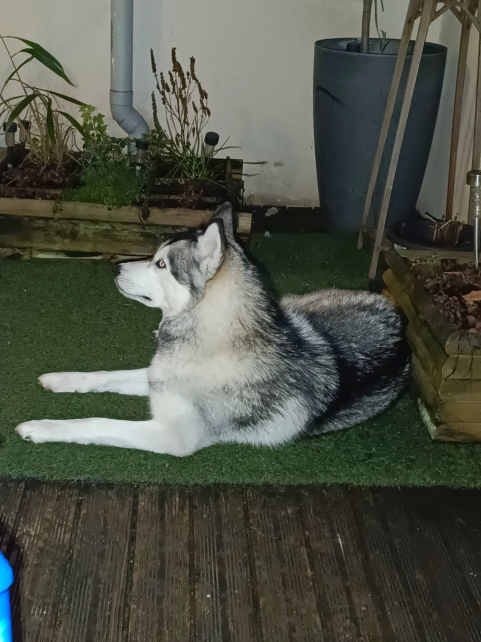 Daysie participe au concours pour gagner de l'argent avec cette photo : canidae, carnivore, companion_dog, dog, dog_breed, domestic_short_haired_cat, felidae, flooring, fur, gas, grass, grey, houseplant, plant, sled_dog, small_to_medium_sized_cats, tail, whiskers, wolf, wood