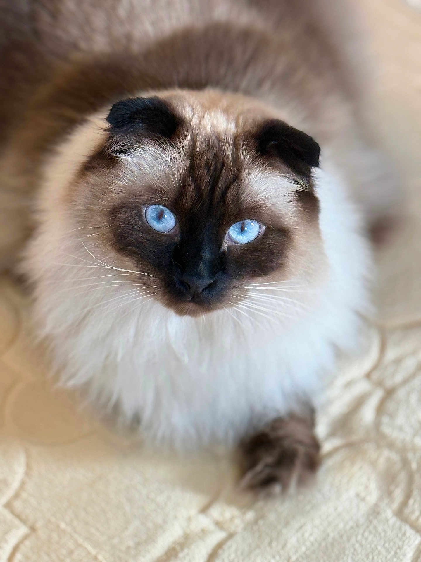Azur participe au concours pour gagner de l'argent avec cette photo : cat, blue_eyes, fluffy, long_hair, whiskers, pet, domestic_cat, portrait, close_up, face, paws, indoor, bedding, cozy, soft_fur, point_coloration, brown_mask, eye_contact, cute, sitting