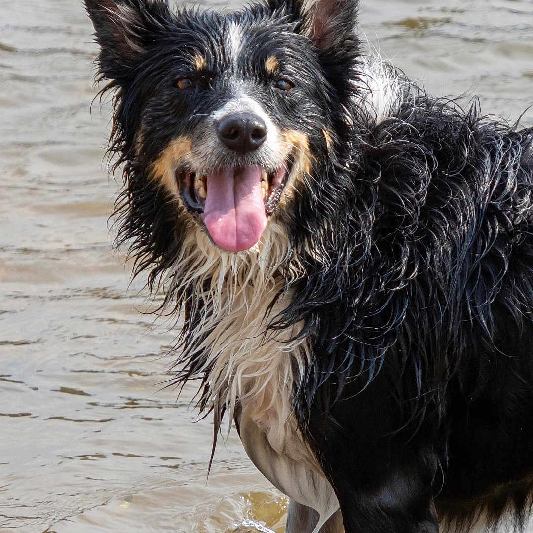 Plume a rejoint le concours — aidez-le/la à gagner de superbes lots ! active, animal, canine, closeup, dog, ears_up, fur, happy, mammal, nature, outdoor, pet, playful, portrait, shallow_water, smiling, summer, tongue_out, water, wet