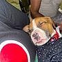 Valentino joined the competition — help win amazing prizes! puppy, dog, sleeping, close_up, nose, lap, person_arm, shirt, black_clothing, red_graphic, polka_dot, collar, whiskers, tongue, pet, cuddling, indoor, flash_lighting, cute, relaxation