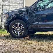 Valentino joined the competition — help win amazing prizes! dog, puppy, truck, tire, wheel, vehicle, yard, grass, dirt, house, siding, building, shadow, sunlight, collar, chain, resting, outdoors, parking_spot, small_animal