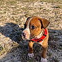 puppy, dog, brown_puppy, red_collar, beach, sand, ocean, sky, people, beach_chairs, shadow, grass, shells, portrait, outdoor, cute, young_dog, pet, sunlight, whiskers