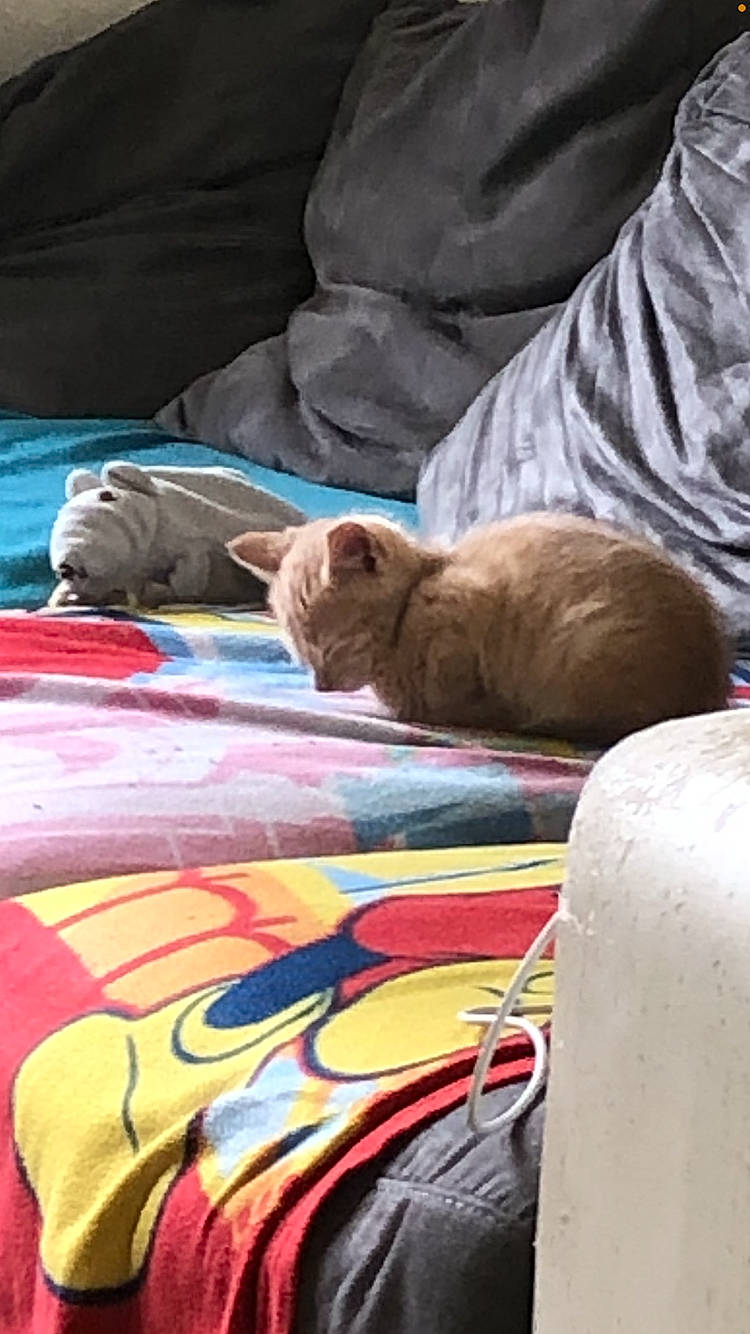 Anubis a rejoint le concours — aidez-le/la à gagner de superbes lots ! art, artist, automotive_design, automotive_exterior, carnivore, cat, comfort, felidae, glass, leisure, linens, motor_vehicle, paint, painting, recreation, sitting, small_to_medium_sized_cats, visual_arts, whiskers, wood