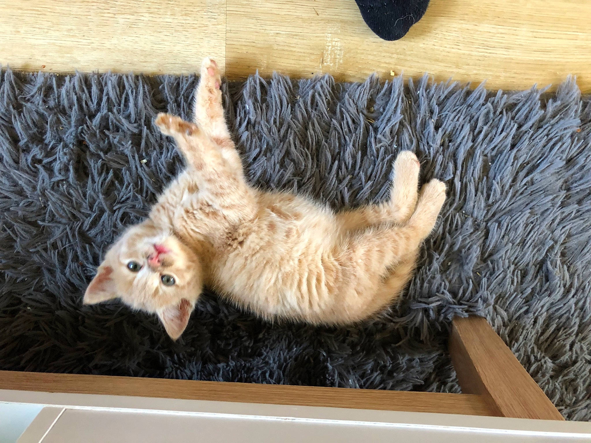 Anubis participe au concours pour gagner de l'argent avec cette photo : animal_shelter, canidae, carnivore, cat, claw, domestic_short_haired_cat, fawn, felidae, fur, paw, rectangle, small_to_medium_sized_cats, snout, sporting_group, tail, terrestrial_animal, textile, whiskers, wood, wool