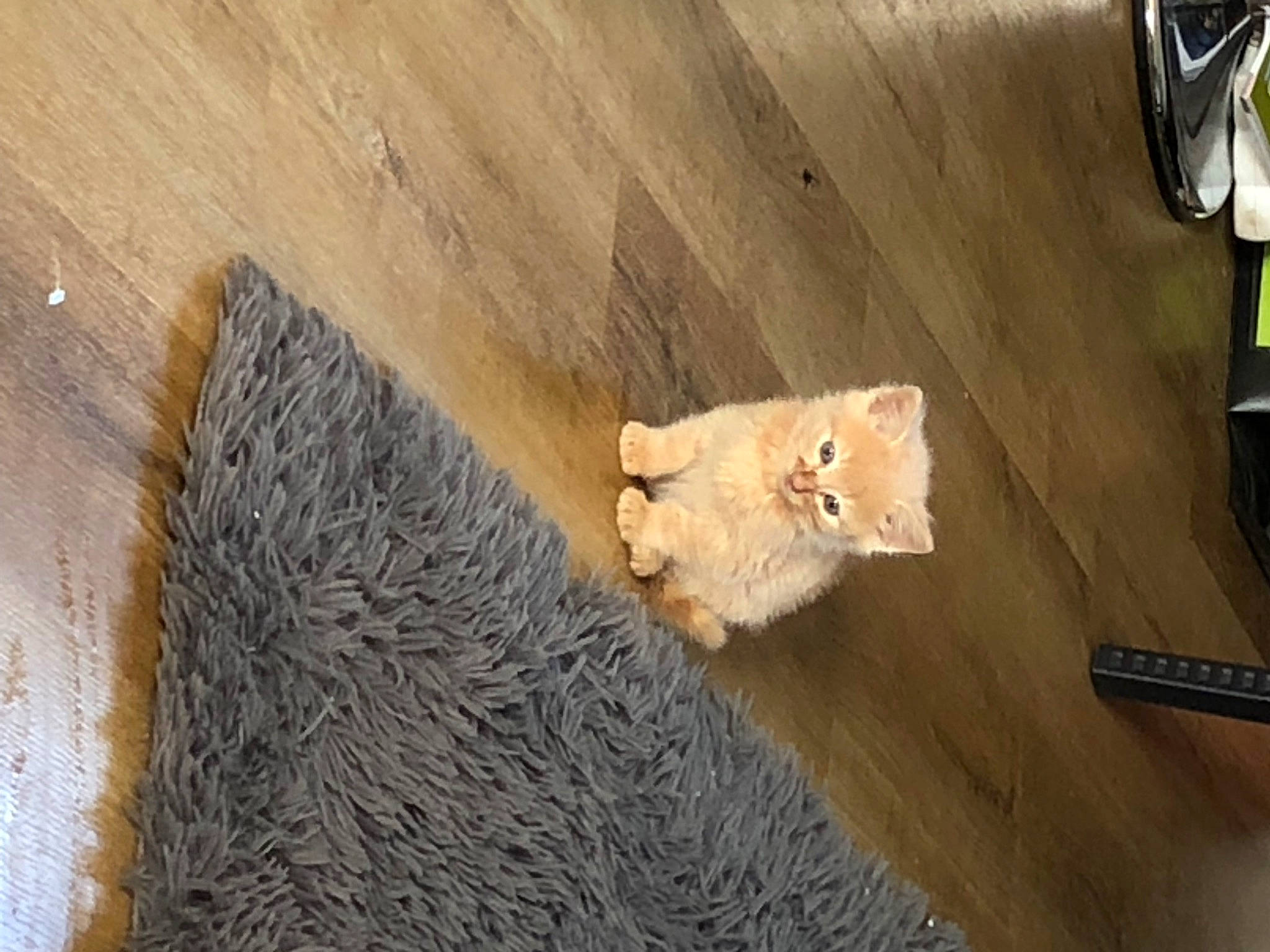 Anubis a rejoint le concours — aidez-le/la à gagner de superbes lots ! beige, carnivore, dog_breed, fawn, felidae, floor, flooring, fur, hardwood, laminate_flooring, plank, plywood, snout, table, tail, varnish, wood, wood_flooring, wood_stain, working_animal