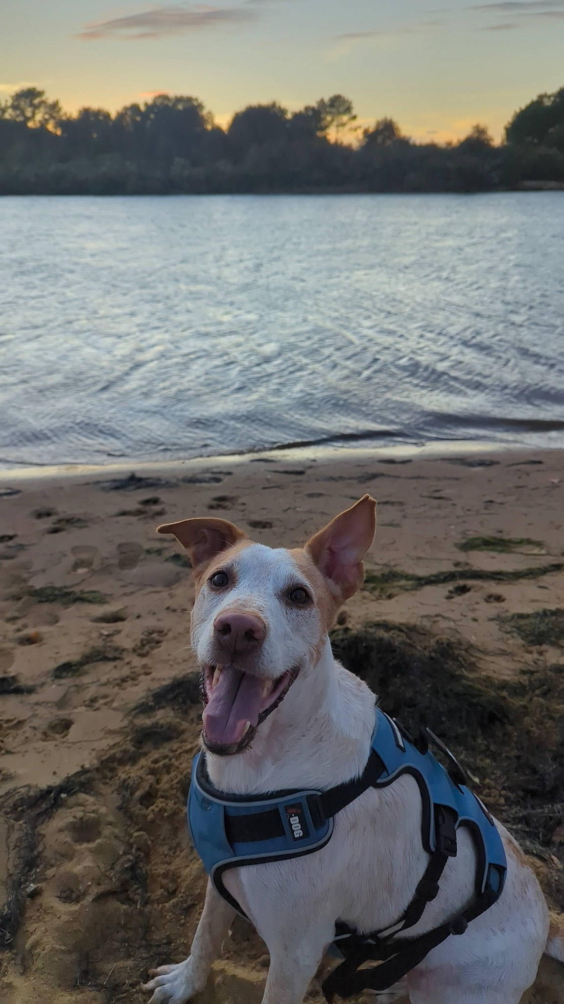 Lucky a rejoint le concours — aidez-le/la à gagner de superbes lots ! beach, body_of_water, carnivore, collar, companion_dog, dog, dog_breed, dog_collar, fawn, horizon, lake, light, morning, pet_supply, sky, snout, summer, water, wood, working_animal