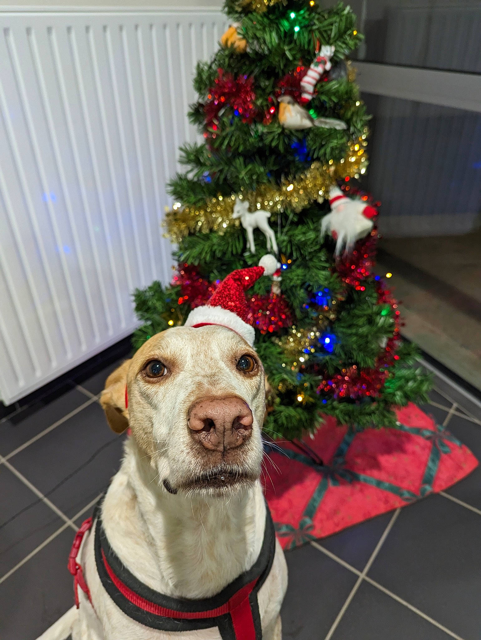 Lucky a rejoint le concours — aidez-le/la à gagner de superbes lots ! carnivore, christmas_decoration, christmas_ornament, christmas_tree, collar, companion_dog, dog, dog_breed, dog_collar, event, evergreen, fawn, holiday, holiday_ornament, ornament, plant, snout, sporting_group, tree, working_animal