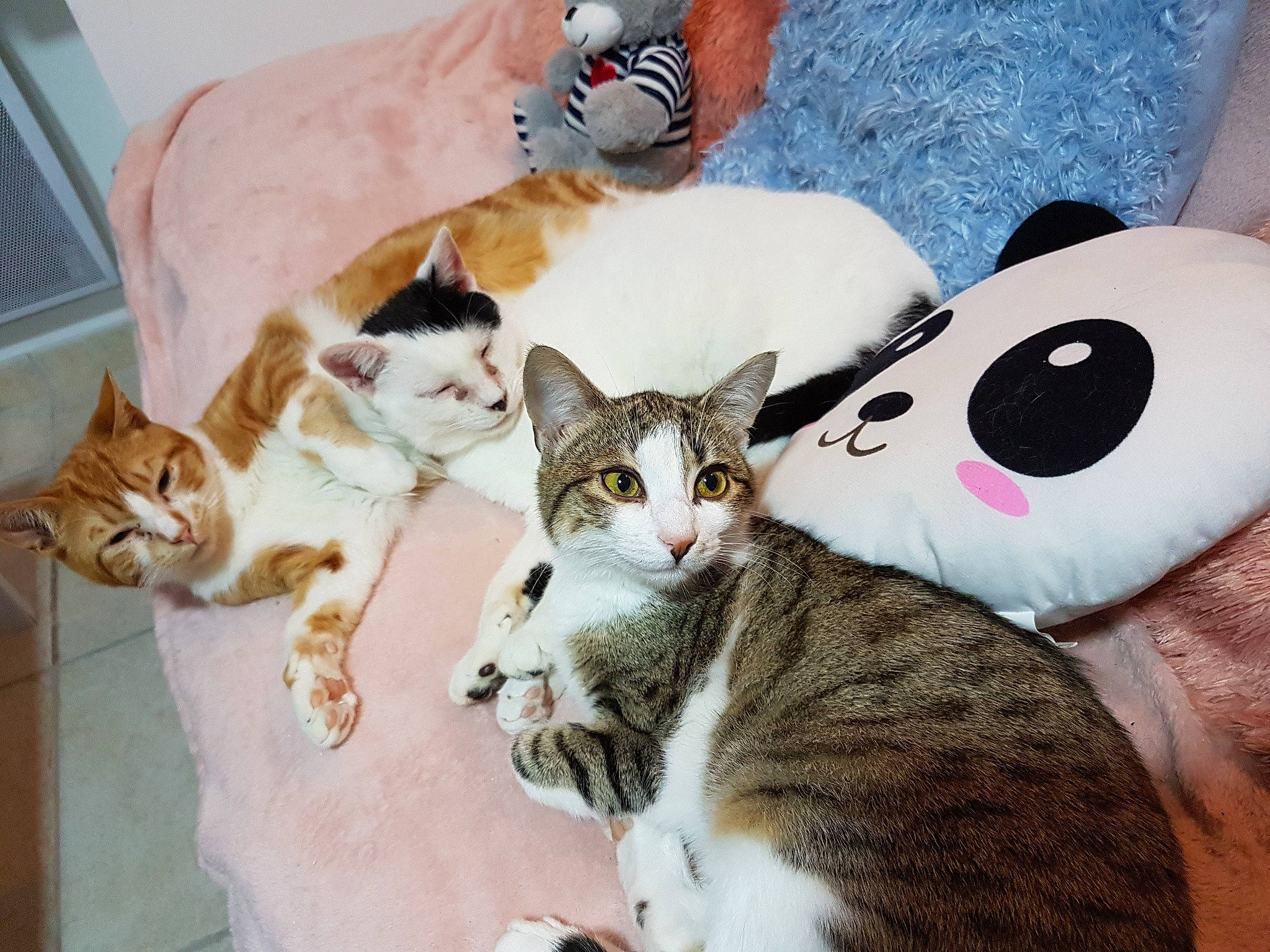 Attilio participe au concours pour gagner de l'argent avec cette photo : aegean_cat, american_wirehair, arabian_mau, asian, carnivore, cat, domestic_short_haired_cat, european_shorthair, felidae, fur, german_rex, head, kitten, mammal, paw, polydactyl_cat, small_to_medium_sized_cats, tabby_cat, tail, whiskers