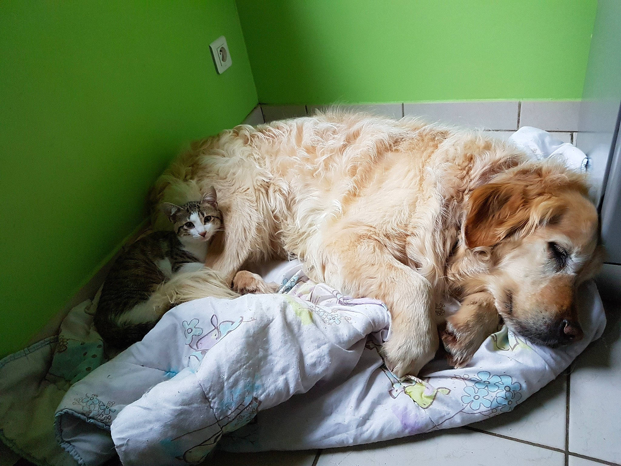 Attilio a rejoint le concours — aidez-le/la à gagner de superbes lots ! american_cocker_spaniel, canidae, carnivore, cavapoo, cockapoo, comfort, companion_dog, dog, dog_breed, english_cocker_spaniel, golden_retriever, goldendoodle, nap, puppy, puppy_love, retriever, sleep, spaniel, spinone_italiano, sporting_group