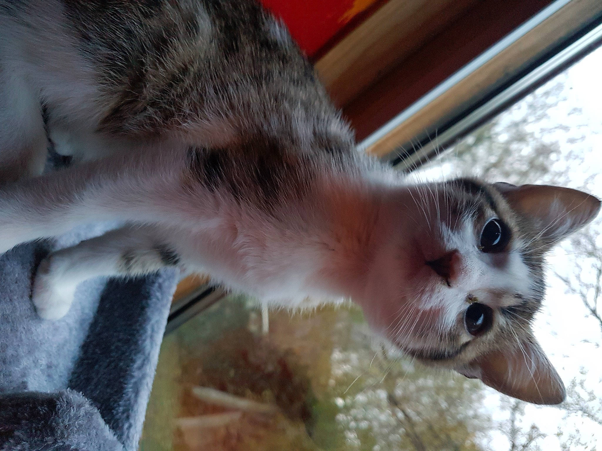 Attilio a rejoint le concours — aidez-le/la à gagner de superbes lots ! aegean_cat, american_wirehair, asian, carnivore, cat, domestic_short_haired_cat, european_shorthair, felidae, kitten, nose, singapura, small_to_medium_sized_cats, snout, whiskers