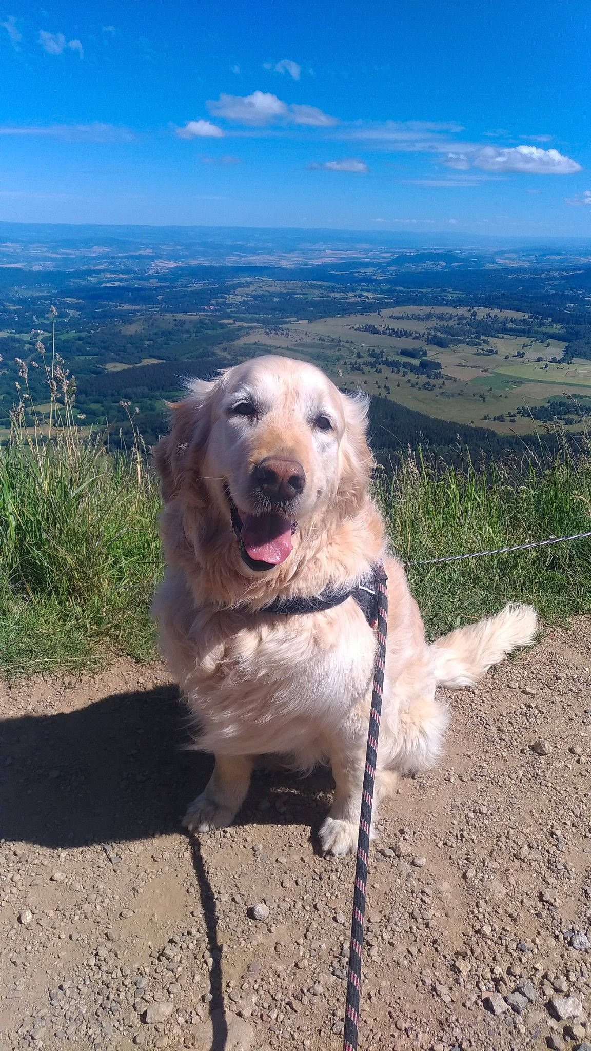 Fanny a rejoint le concours — aidez-le/la à gagner de superbes lots ! adventure, canidae, carnivore, dog, dog_breed, fawn, golden_retriever, livestock_guardian_dog, mammal, mountain, retriever, sky, sporting_group