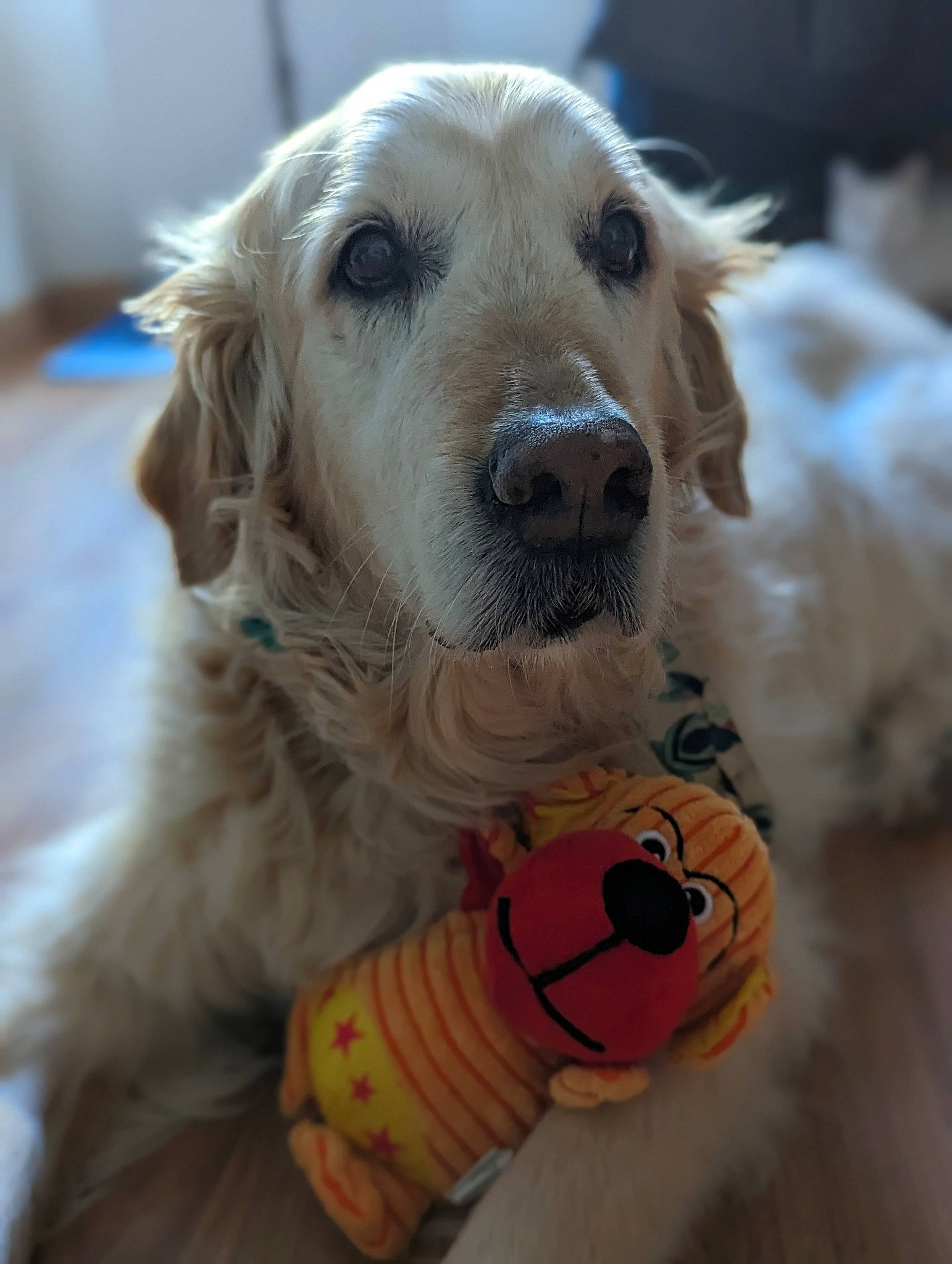 Fanny a rejoint le concours — aidez-le/la à gagner de superbes lots ! canidae, carnivore, companion_dog, dog, dog_breed, dog_collar, dog_supply, dog_toy, fawn, fur, pet_supply, snout, sporting_group, whiskers, working_animal