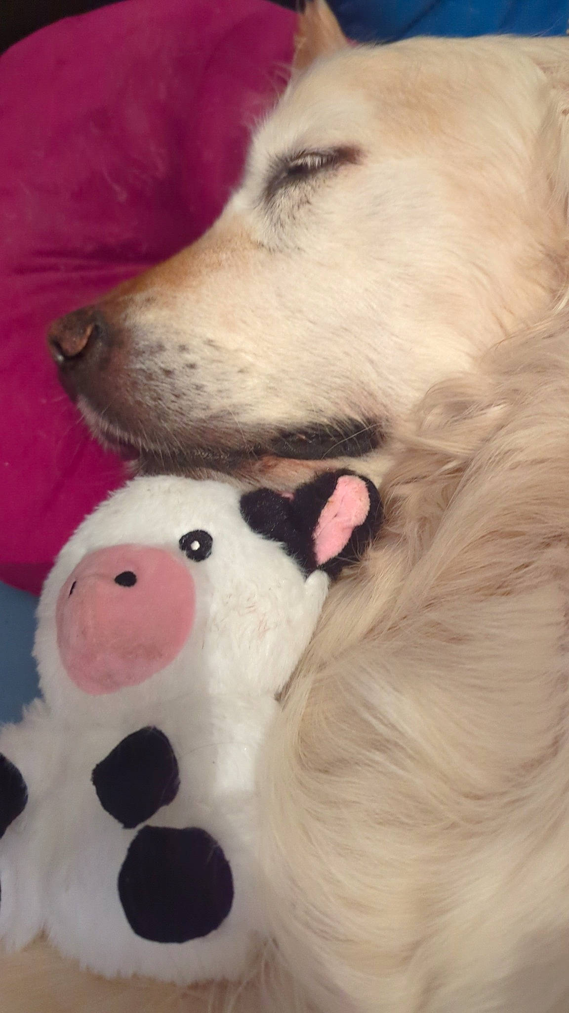 Fanny participe au concours pour gagner de l'argent avec cette photo : canidae, carnivore, companion_dog, dog, dog_breed, dog_supply, fang, fawn, fur, jaw, nose, paw, pet_supply, smile, snout, sporting_group, stuffed_toy, toy, whiskers, working_animal