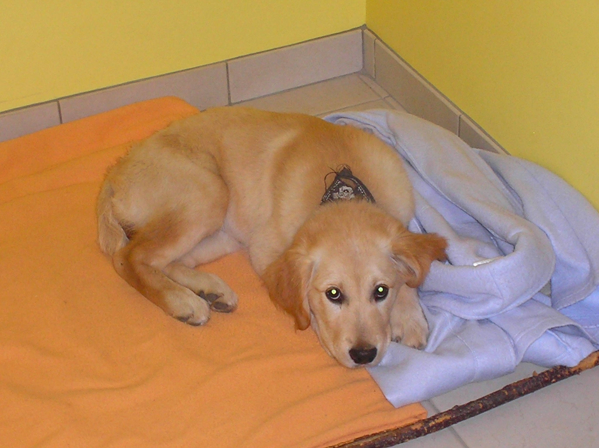 Fanny a rejoint le concours — aidez-le/la à gagner de superbes lots ! ball, canidae, carnivore, comfort, companion_dog, dog, dog_breed, dog_supply, fawn, flooring, hardwood, labrador_retriever, paw, pet_supply, puppy, retriever, snout, sporting_group, tail, working_animal