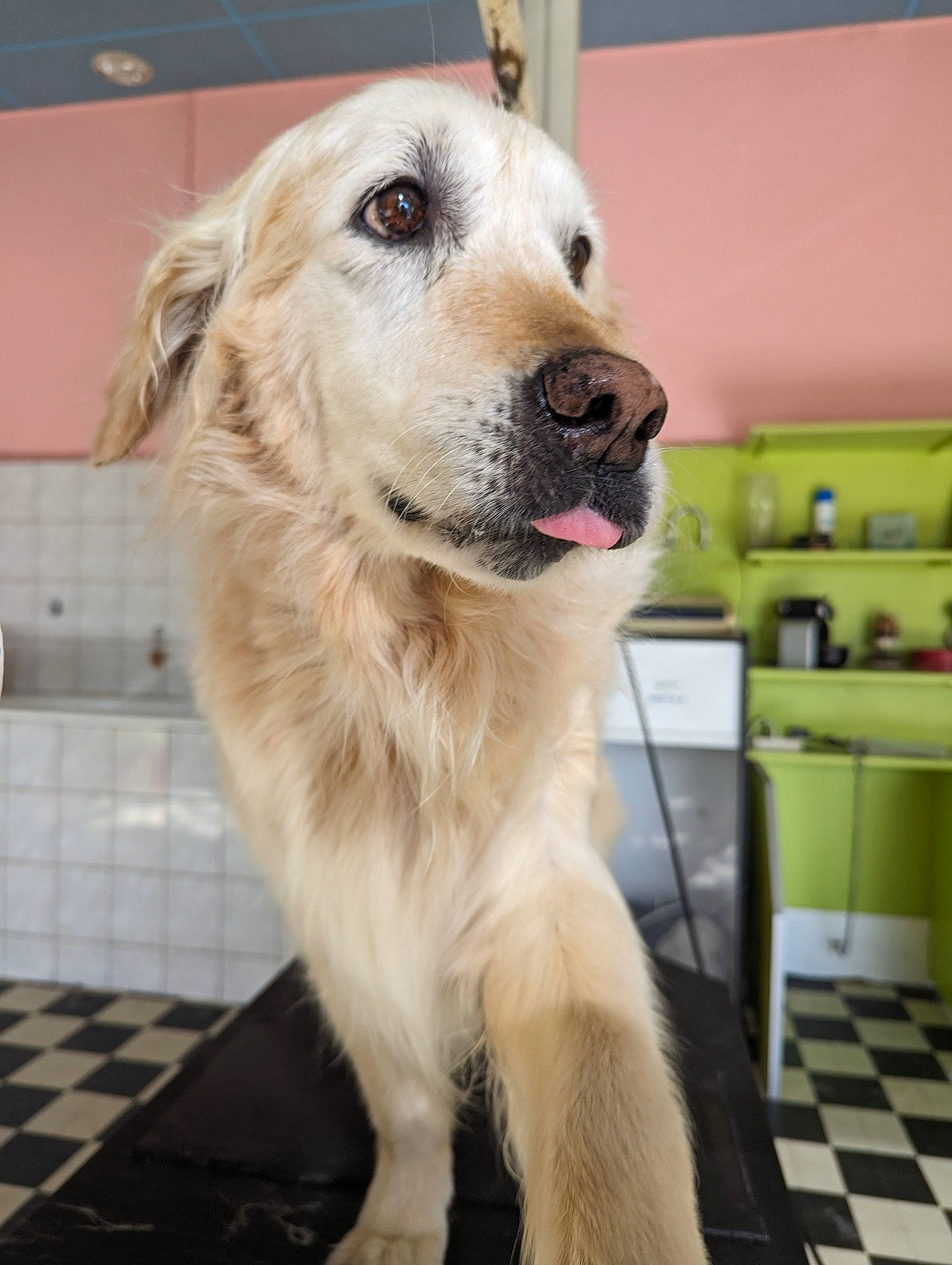 Fanny participe au concours pour gagner de l'argent avec cette photo : canidae, carnivore, collar, companion_dog, dog, dog_breed, dog_collar, fawn, flooring, fur, golden_retriever, gun_dog, pet_supply, shelf, snout, sporting_group, whiskers, working_animal, working_dog