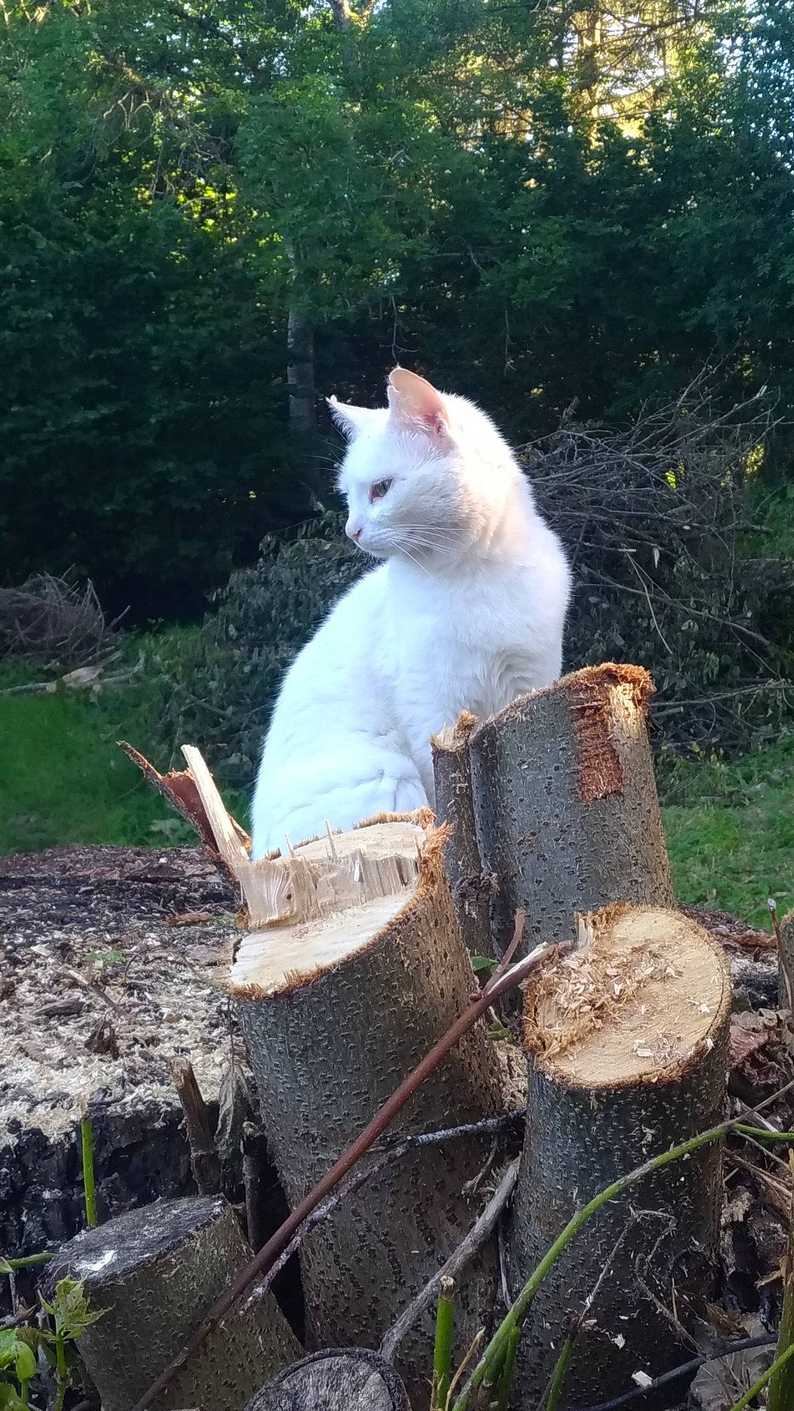Yuki participe au concours pour gagner de l'argent avec cette photo : berger_blanc_suisse, canidae, carnivore, tail, turkish_van, white_shepherd