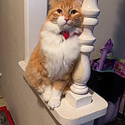Oliver is registered to the contest to win money with this photo: animal, bell, carpet, cat, collar, corner, curious, decorative_post, domestic_cat, fluffy, furniture, household, indoor, ledges, orange_cat, pet, portrait, toys, wall, white_fur