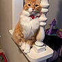 animal, bell, carpet, cat, collar, corner, curious, decorative_post, domestic_cat, fluffy, furniture, household, indoor, ledges, orange_cat, pet, portrait, toys, wall, white_fur