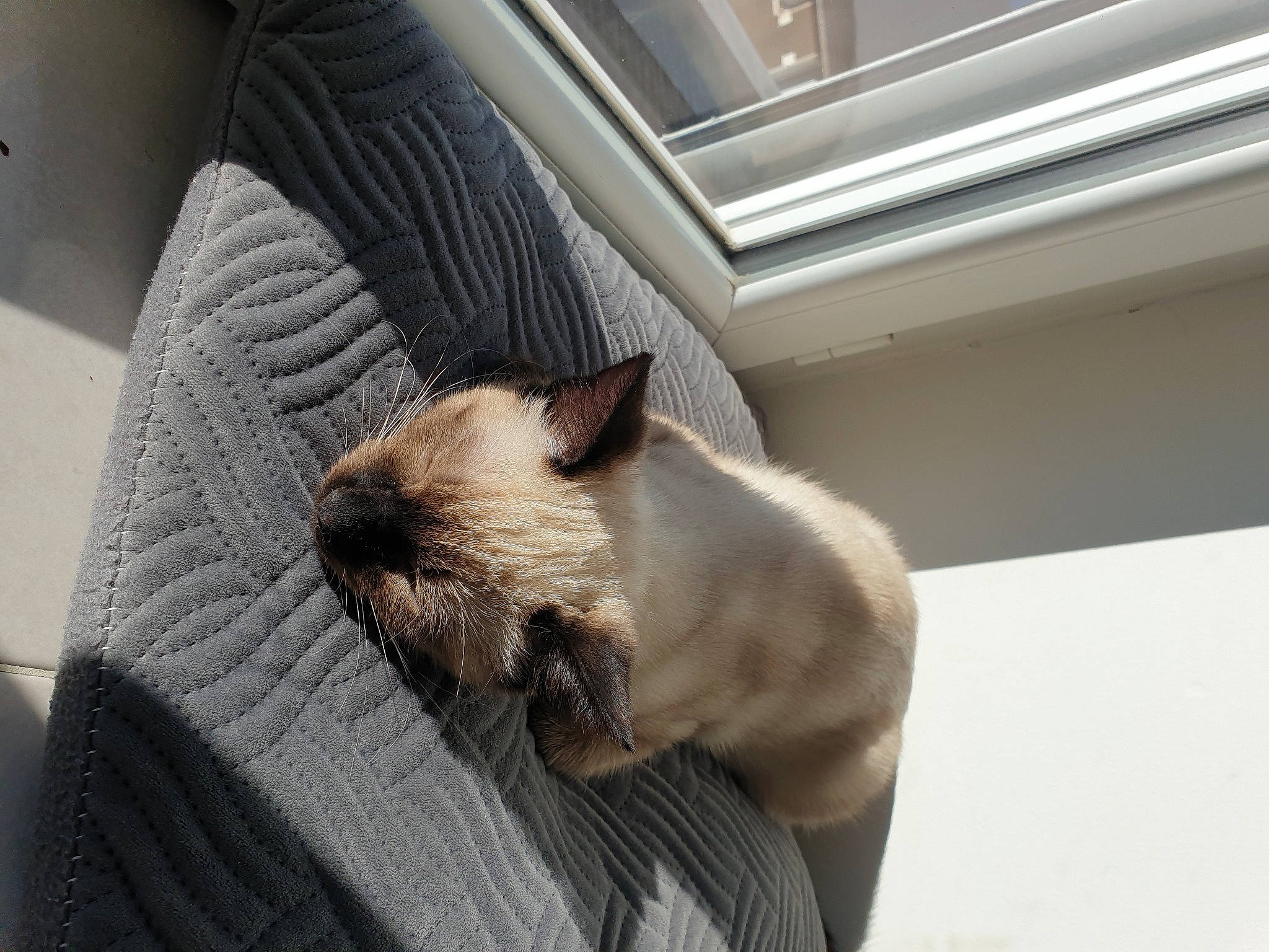 Lya participe au concours pour gagner de l'argent avec cette photo : balinese, birman, carnivore, cat, claw, comfort, domestic_short_haired_cat, fawn, felidae, fur, nap, paw, siamese, small_to_medium_sized_cats, snout, tail, thai, whiskers, window, wood