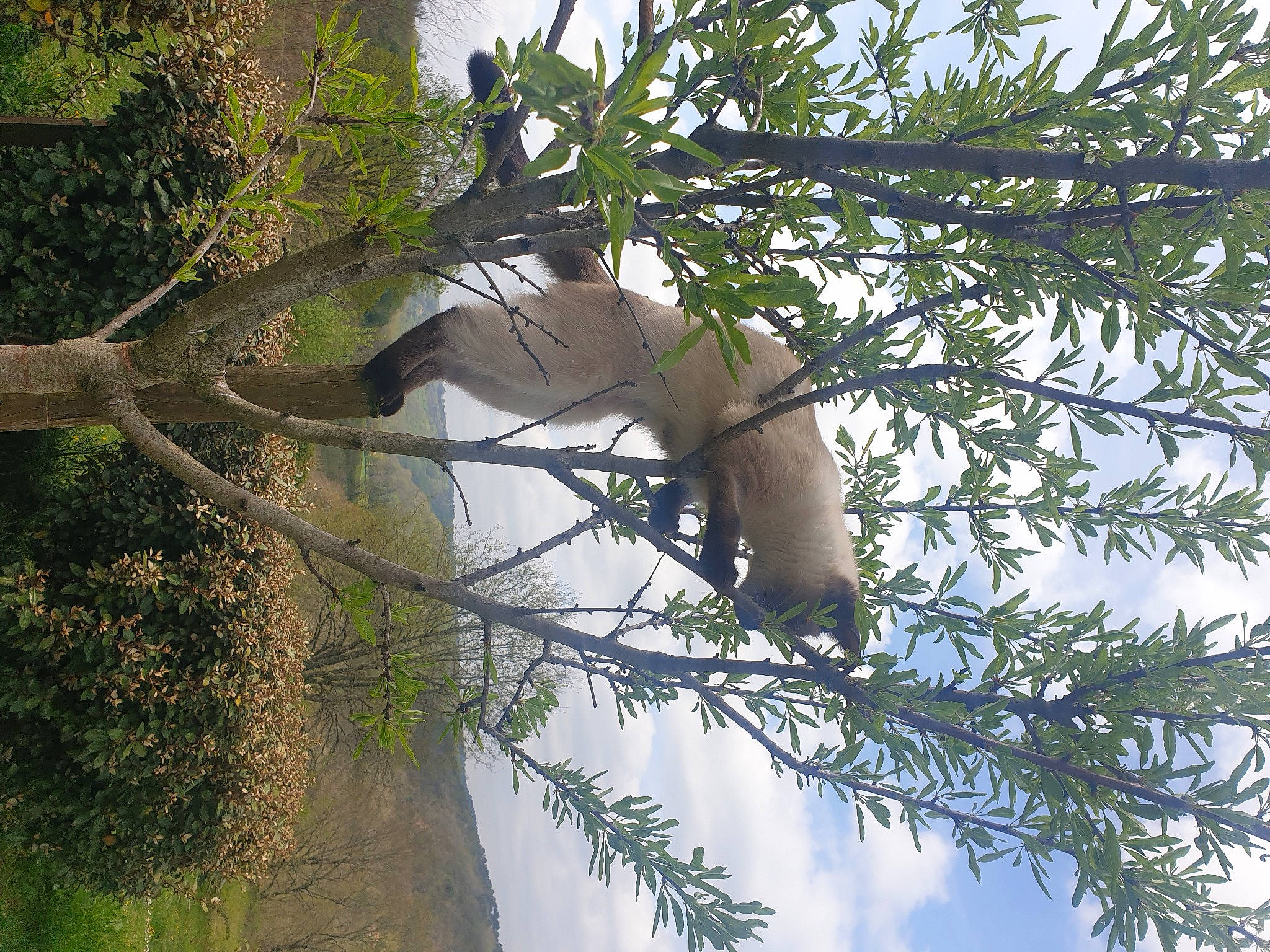 Lya a rejoint le concours — aidez-le/la à gagner de superbes lots ! branch, conifer, evergreen, forest, grass, jungle, natural_environment, organism, pine_family, plant, plant_stem, shade, sky, tail, terrestrial_plant, tree, trunk, twig, wood, woody_plant