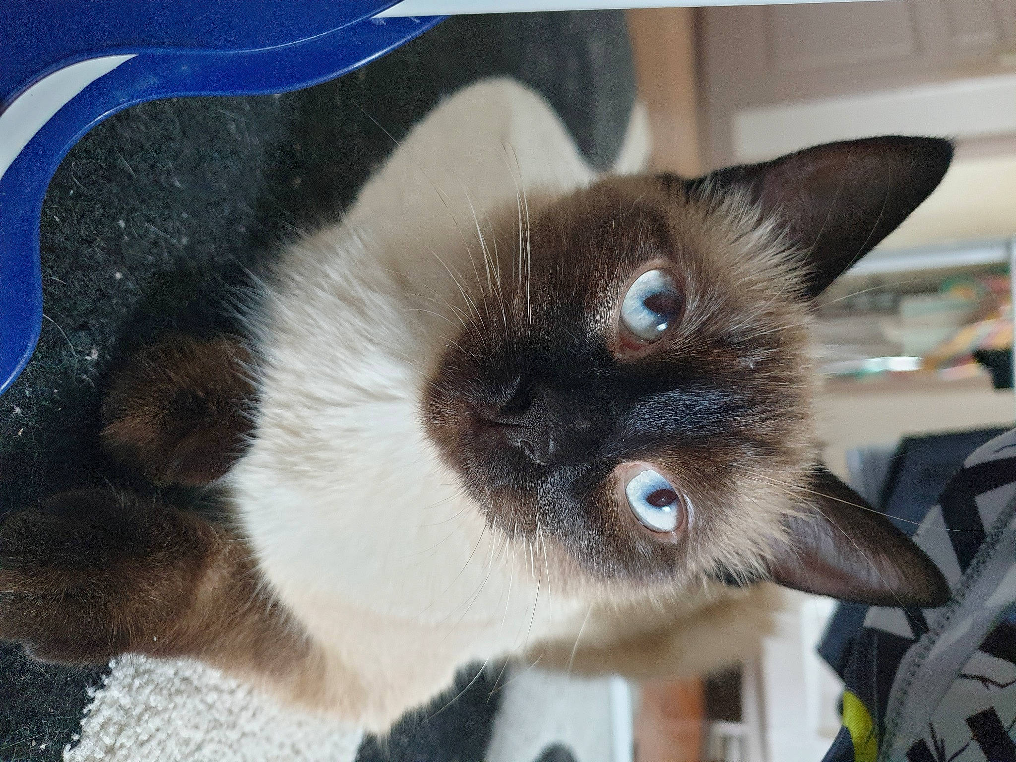 Lya participe au concours pour gagner de l'argent avec cette photo : balinese, birman, carnivore, cat, fawn, felidae, fur, iris, siamese, small_to_medium_sized_cats, snout, tail, terrestrial_animal, thai, whiskers