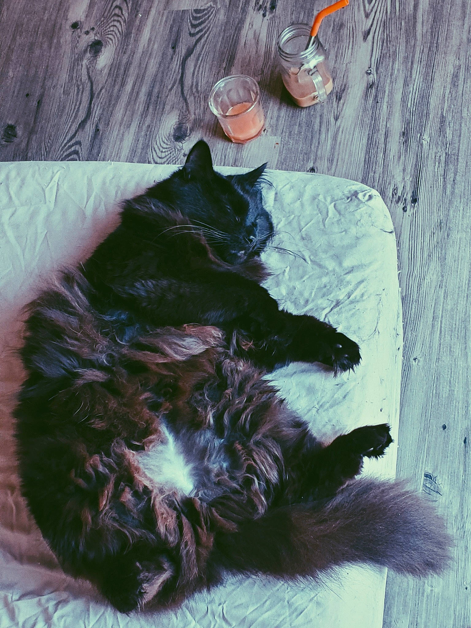 Pal joined the competition — help win amazing prizes! black_cat, canidae, carnivore, cat, claw, comfort, companion_dog, dog_breed, domestic_short_haired_cat, felidae, foot, fur, human_leg, liver, paw, small_to_medium_sized_cats, sporting_group, tail, terrestrial_animal, whiskers