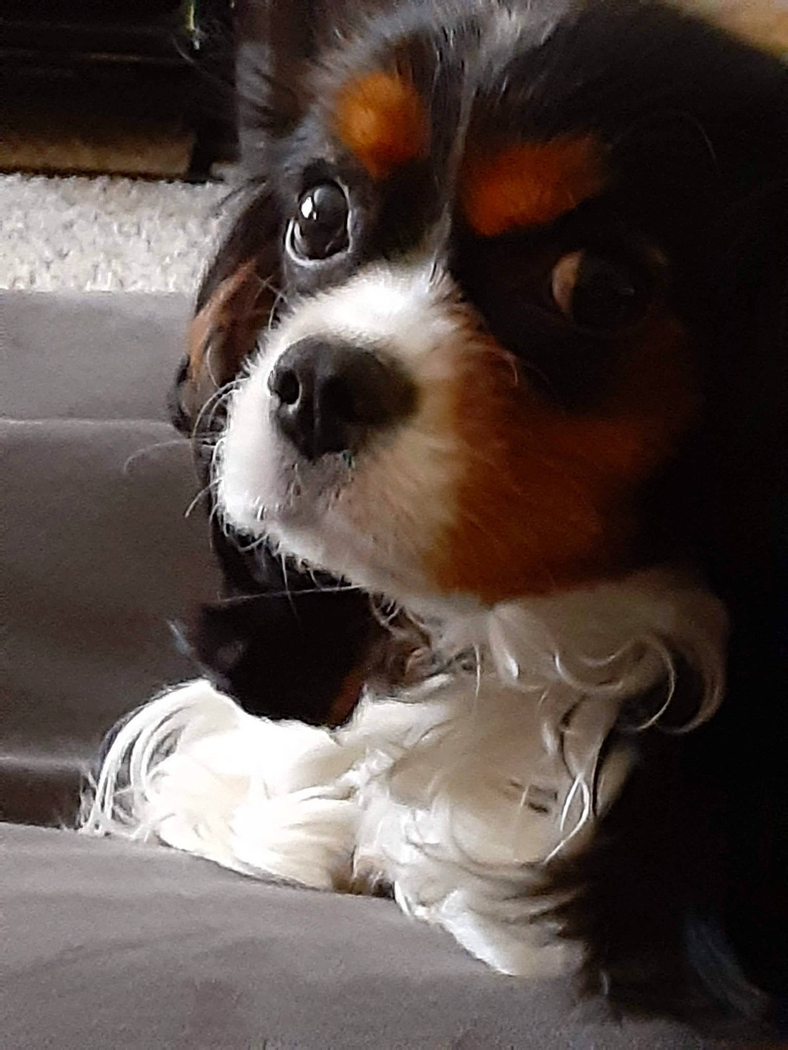 Holly Pepper is registered to the contest to win money with this photo: canidae, carnivore, cavalier_king_charles_spaniel, companion_dog, dog, dog_breed, eyewear, fawn, fur, king_charles_spaniel, liver, papillon, phalene, snout, spaniel, sporting_group, terrestrial_animal, toy_dog, whiskers, working_animal