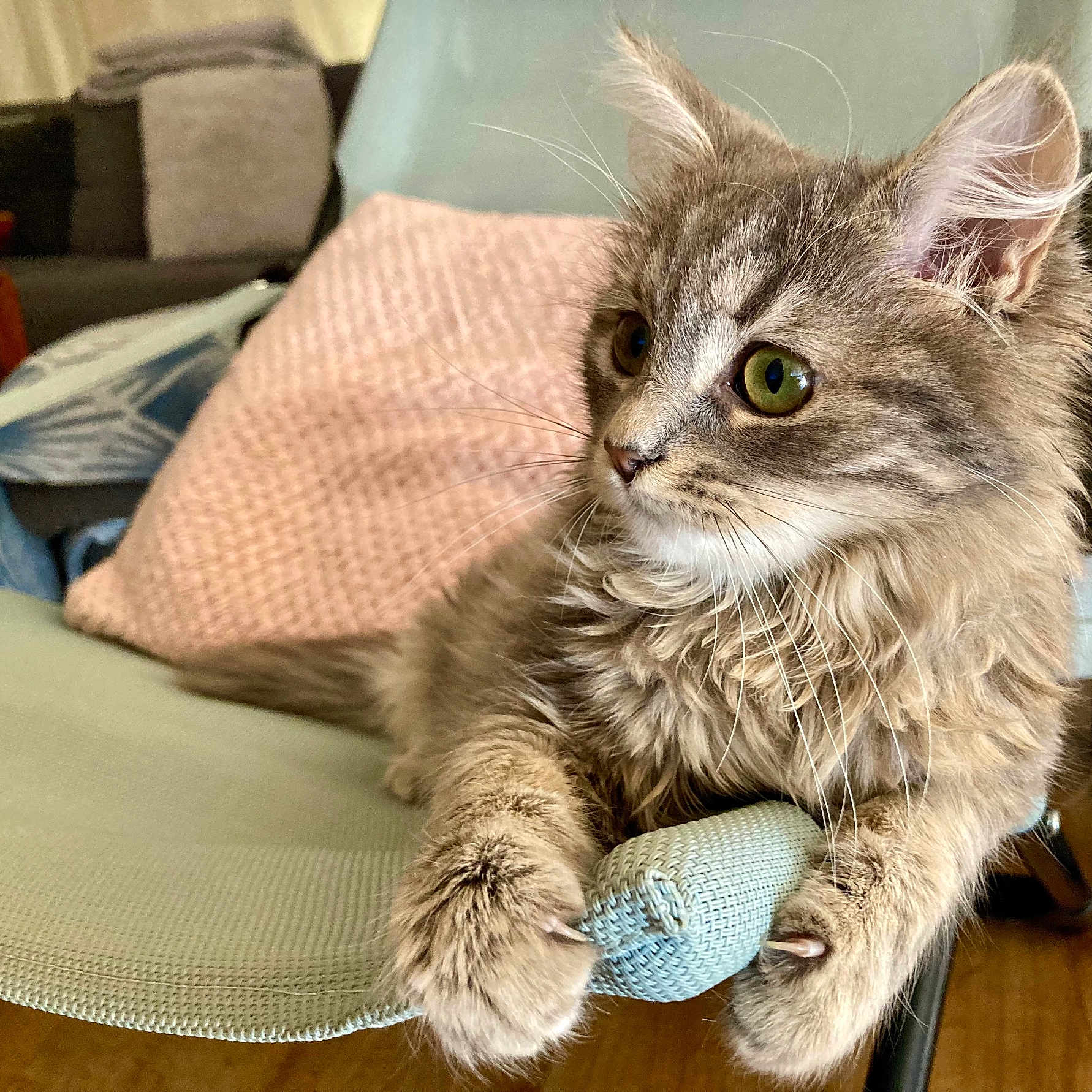 Luna a rejoint le concours — aidez-le/la à gagner de superbes lots ! abyssinian, angora, animal, armchair, blanket, cat, chair, chaise, couch, cushion, furniture, homedecor, kitten, manx, pet, pillow