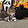 Meowzi