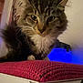 cat, tabby, close_up, indoor, pet, feline, cushion, red, texture, fur, whiskers, ears, face, curious, animal, domestic, soft_light, background, blue_light, cozy