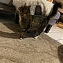 cat, tabby_cat, carpet, couch, blanket, plush_toy, indoor, floor, furniture, pet, animal, home, living_room, curious, tail, white_paws, soft_lighting, cozy, decor, tile_floor