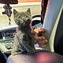 Bluey joined the competition — help win amazing prizes! kitten, gray_cat, car_interior, dashboard, steering_wheel, hand, sunlight, console, pet, feline, closeup, indoor, seat, leather, cute, young_animal, small_animal, animal, domestic_cat, vehicle