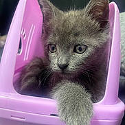 Bluey is registered to the contest to win money with this photo: kitten, cat, gray_fur, pet, animal, paw, basket, plastic, indoor, cute, feline, young, curious, closeup, resting, small, soft, whiskers, ears, face