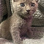 Bluey is registered to the contest to win money with this photo: kitten, gray, furry, whiskers, close_up, pet, cute, animal, young, fluffy, soft, sitting, indoor, curious, small, mammal, feline, cozy, texture, blanket