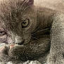 Bluey is registered to the contest to win money with this photo: animal, blanket, cat, close_up, closeup, cozy, cute, eyes, feline, fur, gray_cat, indoor, nose, paw, pet, relaxed, resting, sleepy, soft_texture, whiskers
