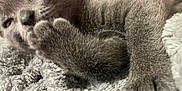 Bluey is registered to the contest to win money with this photo: cat, gray_cat, close_up, paw, fur, blanket, cozy, sleeping, pet, animal, cute, whiskers, relaxing, feline, soft_texture, indoor, resting, cute_pet, nap, domestic_animal
