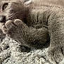 cat, gray_cat, close_up, paw, fur, blanket, cozy, sleeping, pet, animal, cute, whiskers, relaxing, feline, soft_texture, indoor, resting, cute_pet, nap, domestic_animal