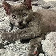 Bluey is registered to the contest to win money with this photo: animal, blanket, close_up, cozy, cute, eyes, feline, fur, gray_cat, indoor, kitten, paws, pet, playful, portrait, relaxing, sleepy, soft_texture, whiskers, young_cat