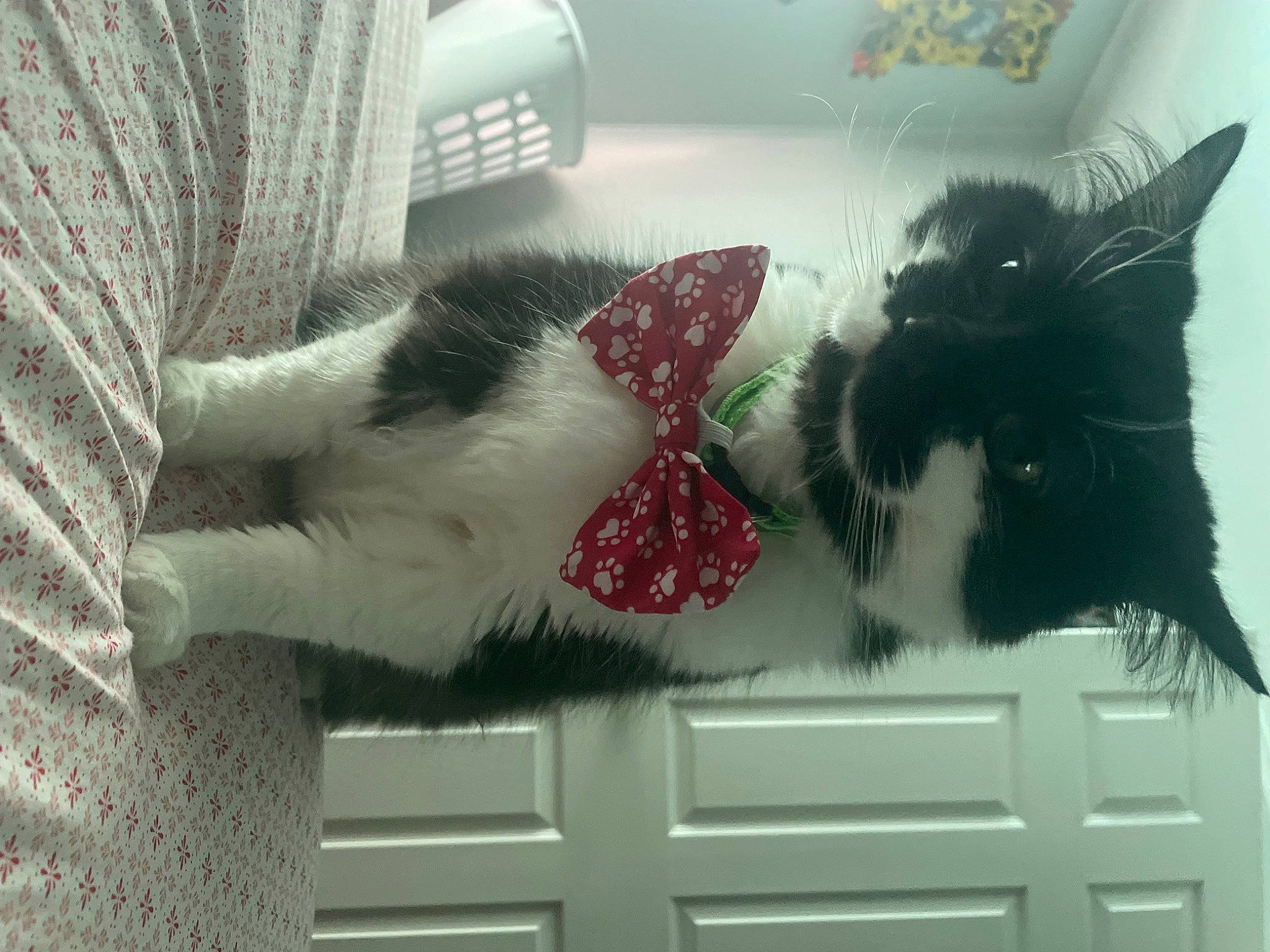 Booger joined the competition — help win amazing prizes! carmine, carnivore, cat, claw, comfort, domestic_short_haired_cat, door, felidae, fur, grey, paw, room, small_to_medium_sized_cats, snout, tail, textile, vertebrate, whiskers, window