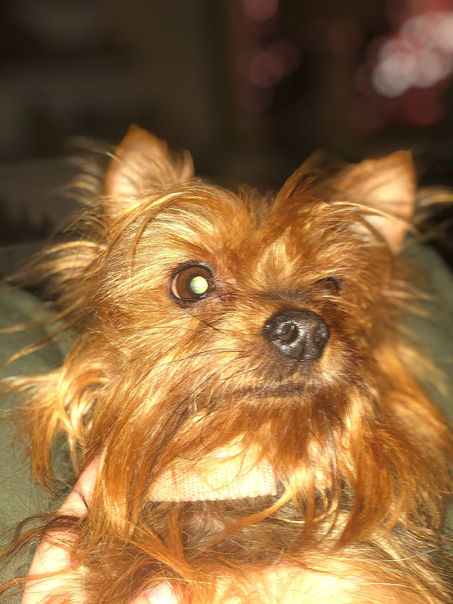 Ziva joined the competition — help win amazing prizes! australian_terrier, blond, brown, canidae, carnivore, companion_dog, dog, dog_breed, fawn, liver, non_sporting_group, puppy, small_terrier, snout, terrier, toy_dog, vertebrate, working_animal, yorkipoo, yorkshire_terrier