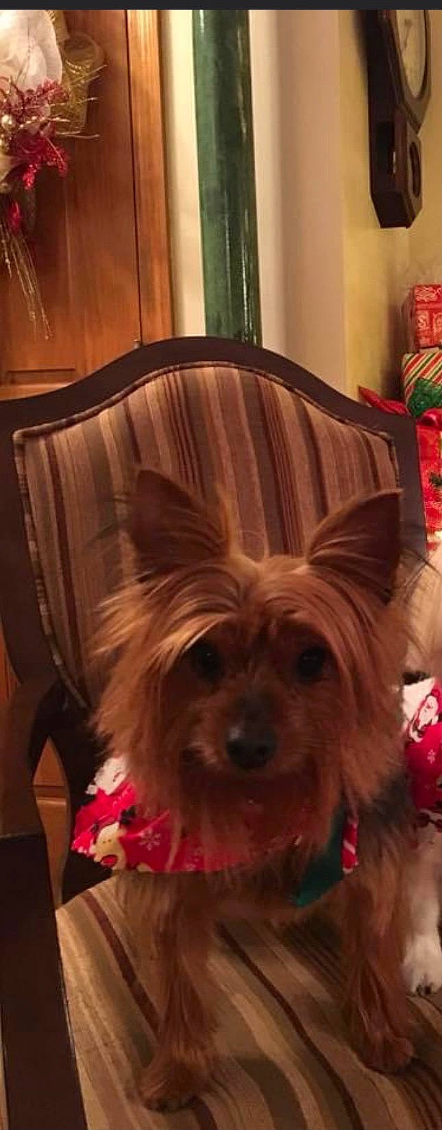 Ziva is registered to the contest to win money with this photo: australian_terrier, brown, canidae, carnivore, companion_dog, dog, dog_breed, dog_supply, fawn, liver, mammal, non_sporting_group, pet_supply, puppy, small_terrier, snout, terrier, toy_dog, vertebrate, working_animal