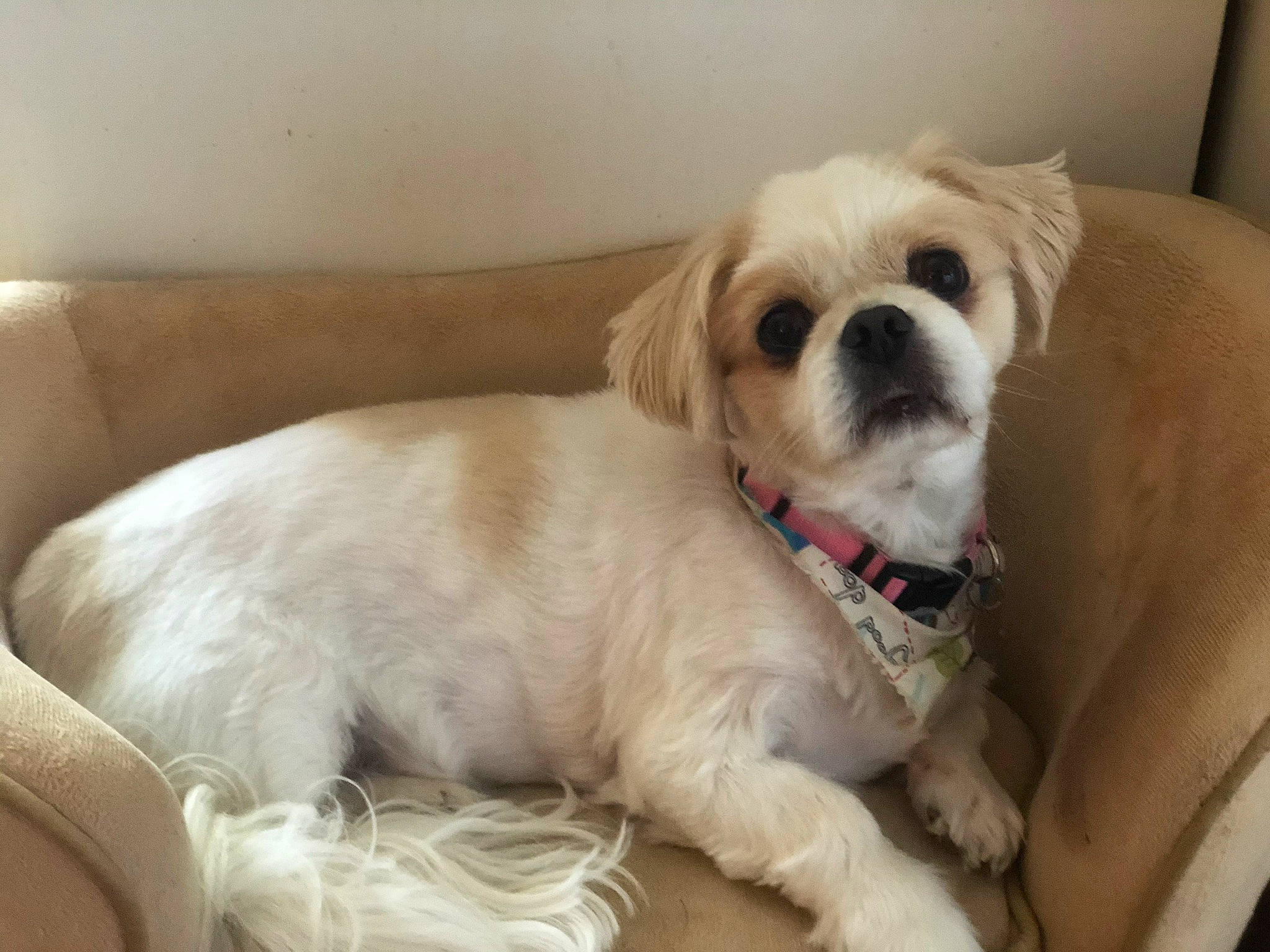 Zoey joined the competition — help win amazing prizes! canidae, carnivore, collar, comfort, companion_dog, couch, dog, dog_breed, dog_collar, dog_supply, fawn, fur, liver, non_sporting_group, pet_supply, puppy, snout, sporting_group, toy_dog, working_animal