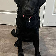 Lucy is registered to the contest to win money with this photo: dog, black_dog, cupcake, birthday, indoor, floor, pet, animal, collar, sitting, looking, celebration, treat, canine, adorable, house, door, brown_eyes, waiting, cute