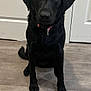 dog, black_dog, cupcake, birthday, indoor, floor, pet, animal, collar, sitting, looking, celebration, treat, canine, adorable, house, door, brown_eyes, waiting, cute