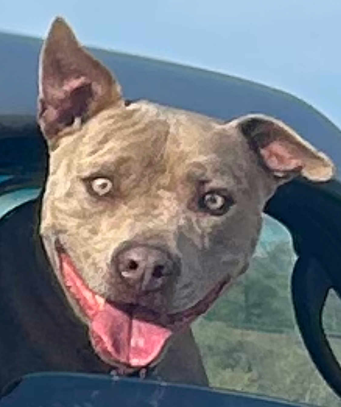Scrappy Doo joined the competition — help win amazing prizes! dog, pet, animal, canine, smiling, tongue_out, car, window, ears, happy, outdoor, transportation, vehicle, nature, head, closeup, expression, friendly, cute, playful