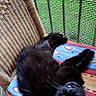 Molly a rejoint le concours — aidez-le/la à gagner de superbes lots ! cat, black_cat, feline, pet, animal, lounging, upside_down, chair, woven_chair, cushion, colorful_cushion, green_mesh, outdoor, relaxing, yellow_eyes, curious, fur, whiskers, collar, resting