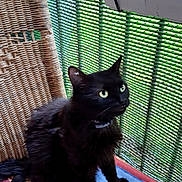 Molly participe au concours pour gagner de l'argent avec cette photo : black_cat, cat, pet, animal, feline, wicker_chair, cushion, plant_pot, green_mesh, indoor, sitting, looking_up, fluffy, yellow_eyes, collar, colorful_cushion, patterned_cushion, fur, domestic_animal, curious