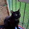 black_cat, cat, pet, animal, feline, wicker_chair, cushion, plant_pot, green_mesh, indoor, sitting, looking_up, fluffy, yellow_eyes, collar, colorful_cushion, patterned_cushion, fur, domestic_animal, curious
