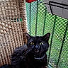 Molly participe au concours pour gagner de l'argent avec cette photo : black_cat, cat, animal, pet, feline, chair, woven_chair, plant_pot, flower_pot, green_mesh, balcony, indoor, fur, whiskers, eyes, mouth_open, mat, patterned_mat, sitting, curious